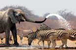 Elephant & Zebras